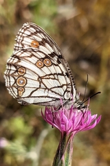 Melanargia ines