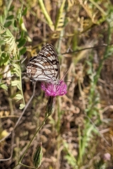 Melanargia ines