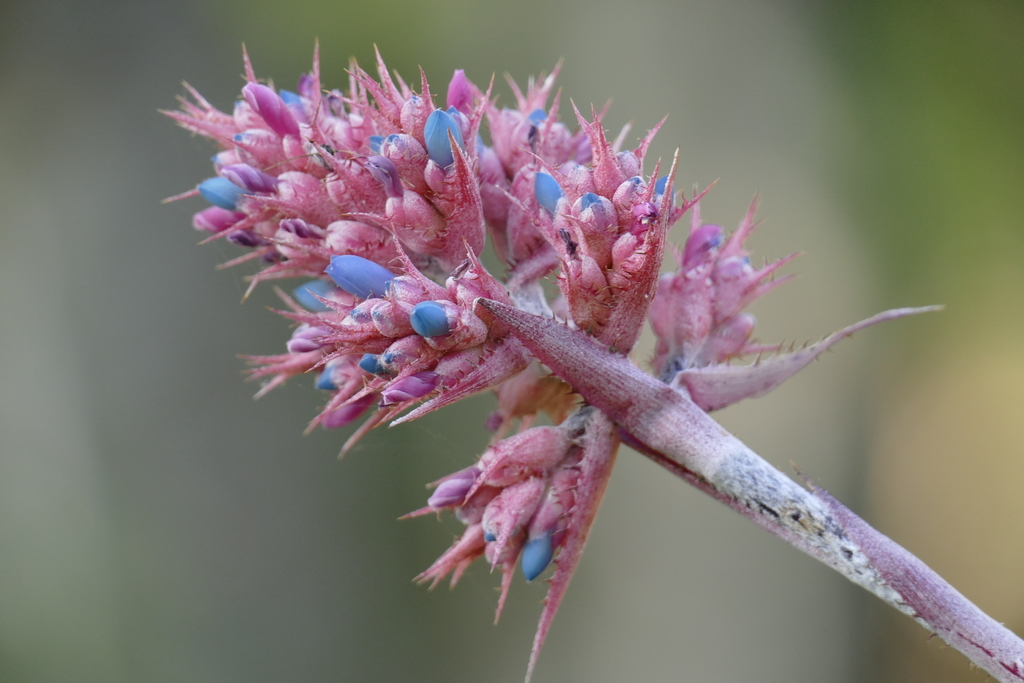 Aechmea caesia