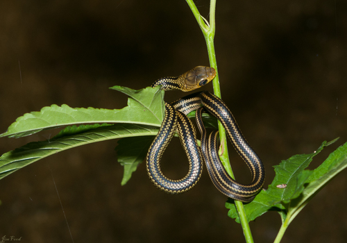 Photo of a Black-striped Rat Snake (Ptyas dhumnades)