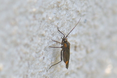 Capsodes flavomarginatus