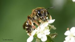 Andrena chrysosceles