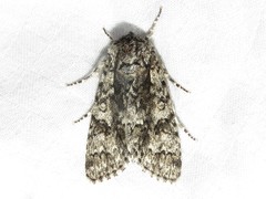 Acronicta impressa