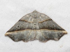 Metanema determinata