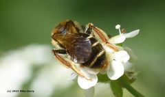 Andrena chrysosceles