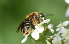 Andrena chrysosceles