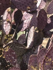 Opuntia santa-rita