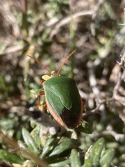 Edessa rufomarginata