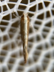 Cameraria conglomeratella