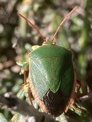 Edessa rufomarginata