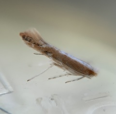 Cameraria conglomeratella