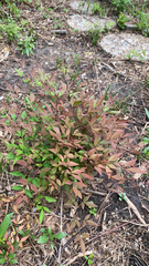 Nandina domestica