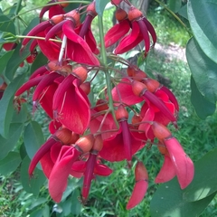 Erythrina crista-galli