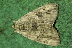 Catocala electa