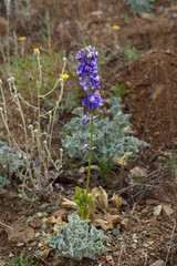 Delphinium uliginosum