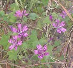 Malva sylvestris