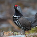 Spruce Grouse - Photo (c) Blair Dudeck, some rights reserved (CC BY-NC), uploaded by Blair Dudeck