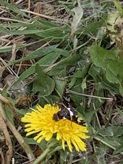 Exoprosopa caliptera