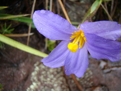 Vellozia albiflora
