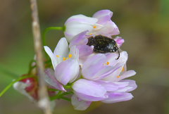 Oxythyrea funesta