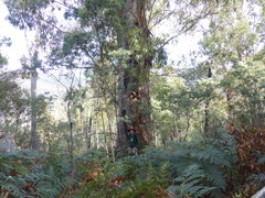 Eucalyptus dalrympleana