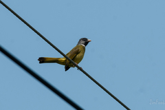 Spizixos semitorques