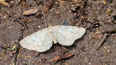 Aethalura intertexta