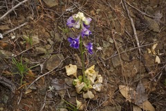 Delphinium uliginosum