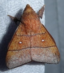 Odonestis erectilinea