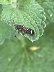 Psenocerus supernotatus