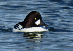 Bucephala clangula × islandica