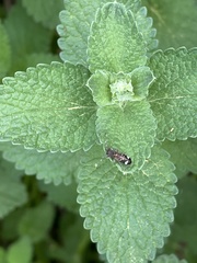 Psenocerus supernotatus