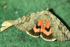 Catocala electa
