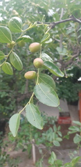Ziziphus jujuba