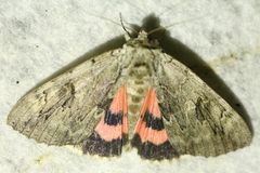 Catocala electa