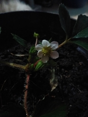 Fragaria mexicana