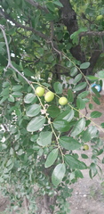 Ziziphus jujuba