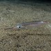 Little Bellowsfish - Photo (c) Dennis Rabeling, some rights reserved (CC BY-NC-ND), uploaded by Dennis Rabeling