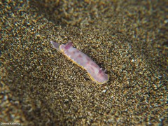Felimida purpurea