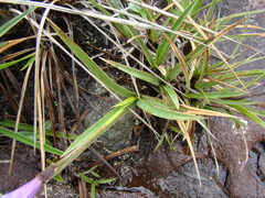 Vellozia albiflora