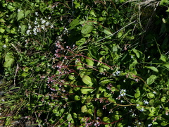 Saxifraga spathularis
