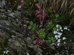 Saxifraga spathularis