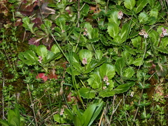 Saxifraga spathularis