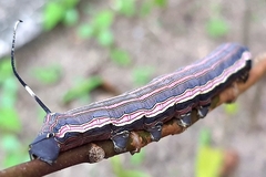 Isognathus allamandae