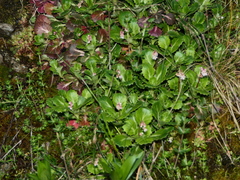 Saxifraga spathularis