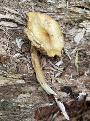 Kuehneromyces marginellus
