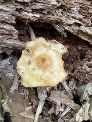 Kuehneromyces marginellus