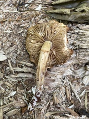 Kuehneromyces marginellus