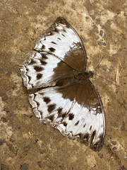 Harma theobene theobene