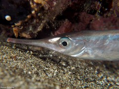 Macroramphosus gracilis